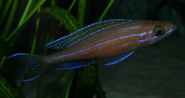 Paracyprichromis nigripinnis Chituta mâle