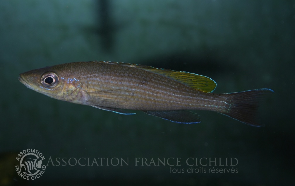 P.Tawil Paracyprichromis brieni Uvira male C080512A 041.jpg