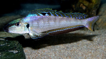 Enantiopus melanogenys
