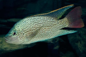 Oreochromis tanganicae