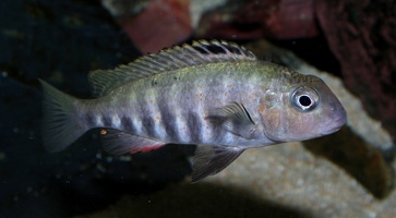 Pseudosimochromis pleurospilus