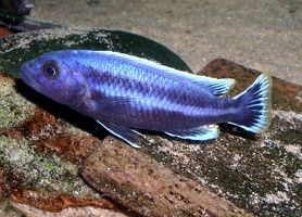 Melanochromis chipokae mâle
