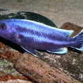 P.Tawil Melanochromis chipokae reared male C041125A 014.jpg