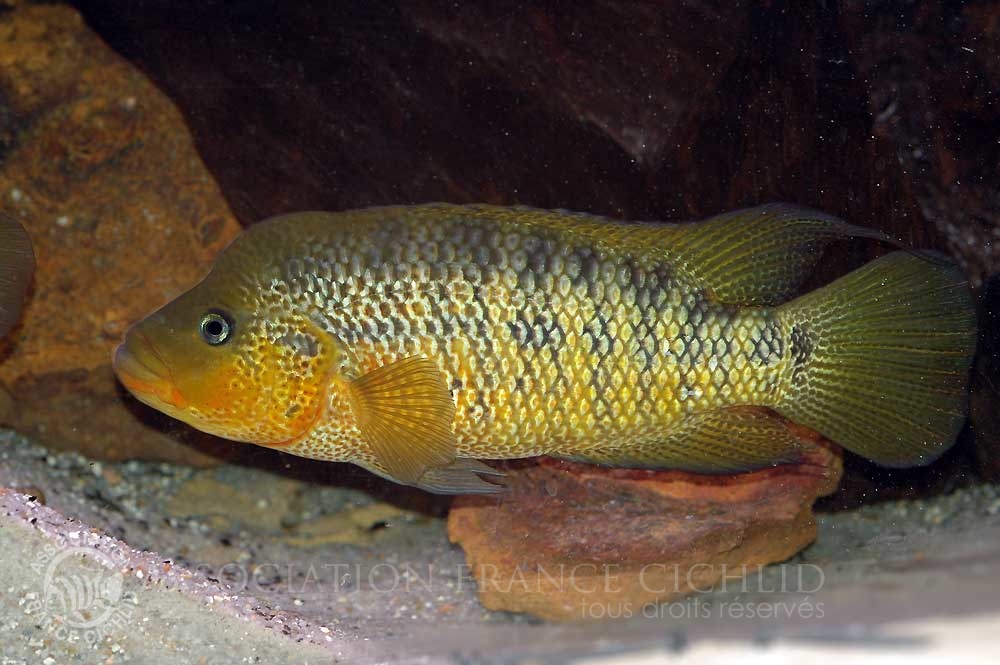 Parachromis-motaguensis-bj-a.jpg