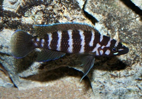 Neolamprologus cylindricus