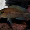 P.Tawil Neolamprologus prochilus Zambia female C091121A 097.jpg