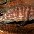 P.Tawil Neolamprologus obscurus male C100724A 159.JPG