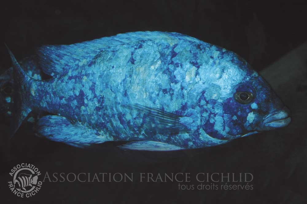 placidochromis-phenochilus-bj-a.1.jpg