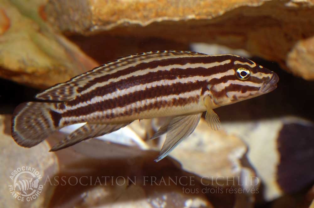 julidochromis-regani-bj-a.jpg