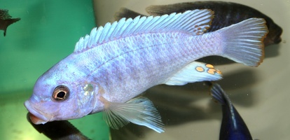 Petrotilapia tridentiger mâle