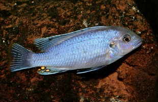 Melanochromis wochepa Lumessi mâle