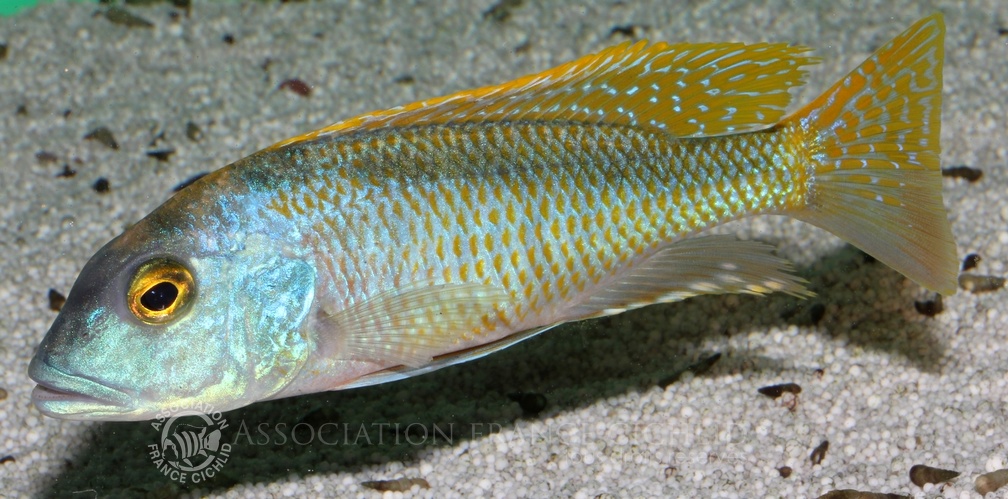 P.Tawil Buccochromis nototaenia male C120908A 166.JPG