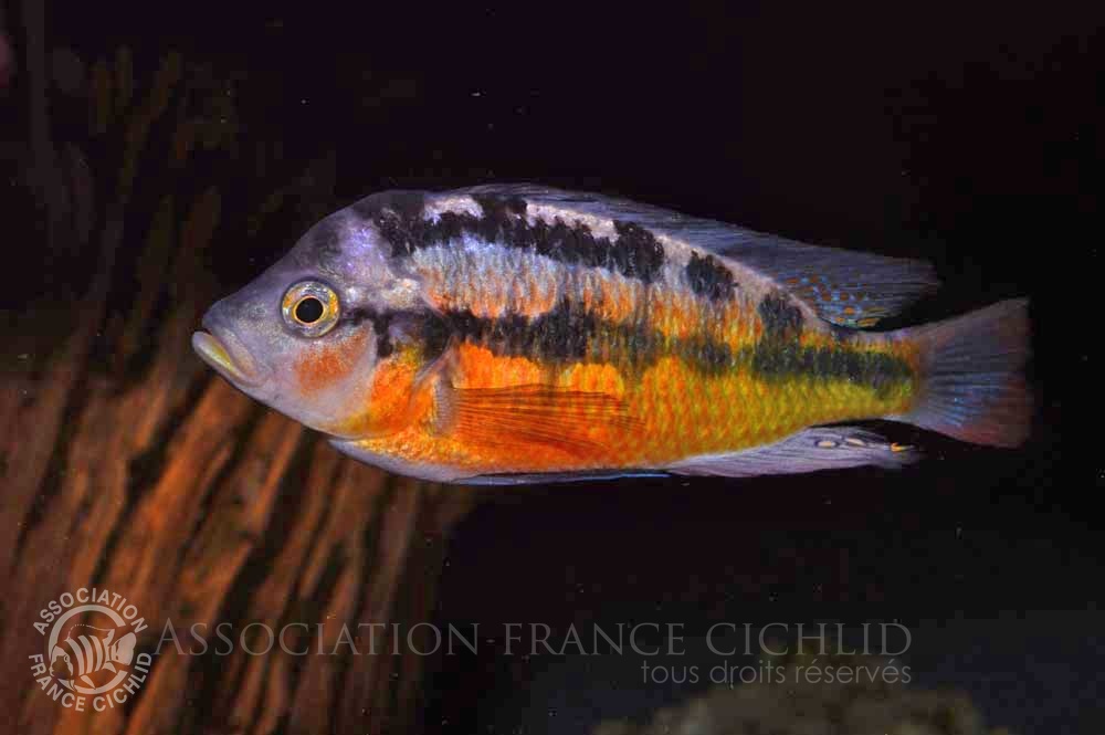 paralabidochromis-sauvagei-bj-a.jpg