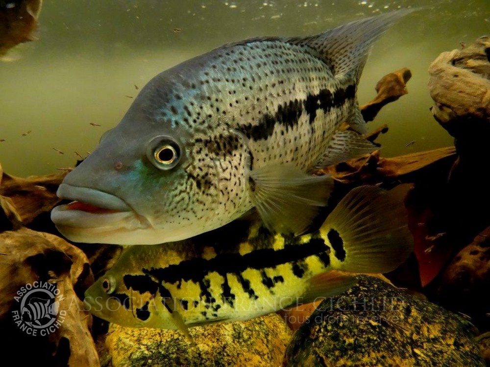 parachromis-dovii-evb1.jpg