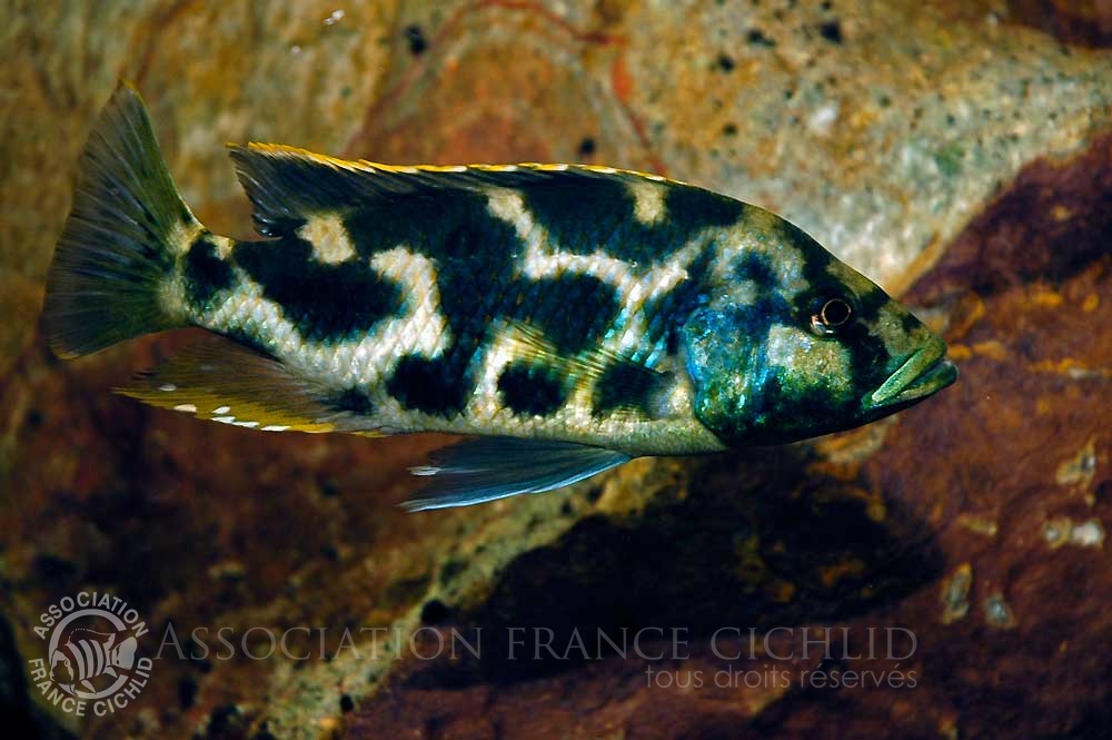 nimbochromis-livingstonii-bj-a.jpg