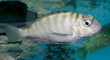 Pseudosimochromis sp. aff. babaulti