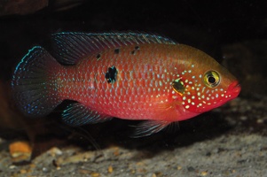 Rubricatochromis sp. "Gabon"