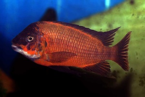 Petrochromis sp. red 'aff. polyodon'