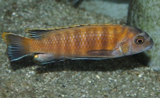 Tropheops sp. "red fin"