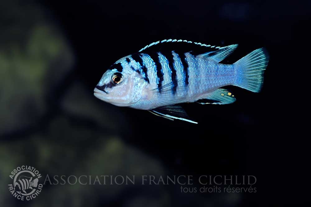 labidochromis-chisumulae-bj-a.jpg