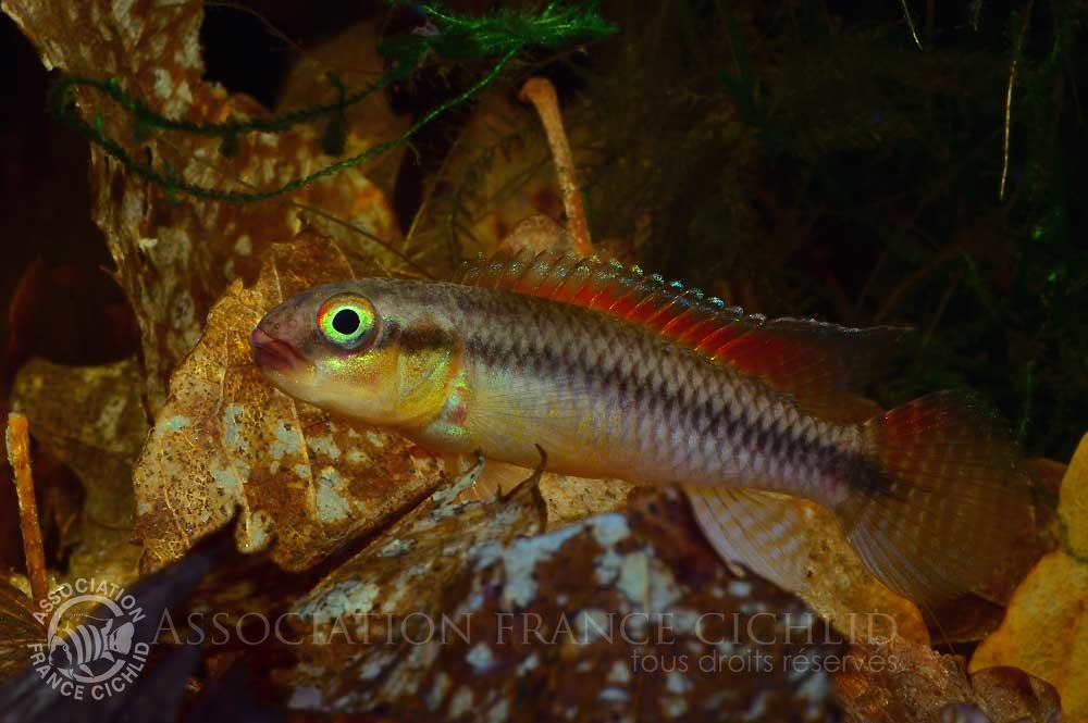 congochromis-dimidiatus-mai-ndombe-aj-a.jpg