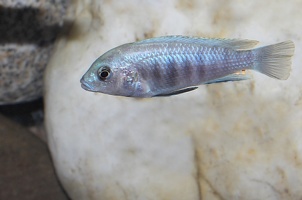 Labidochromis sp. "blue-white" Tumbi Reef