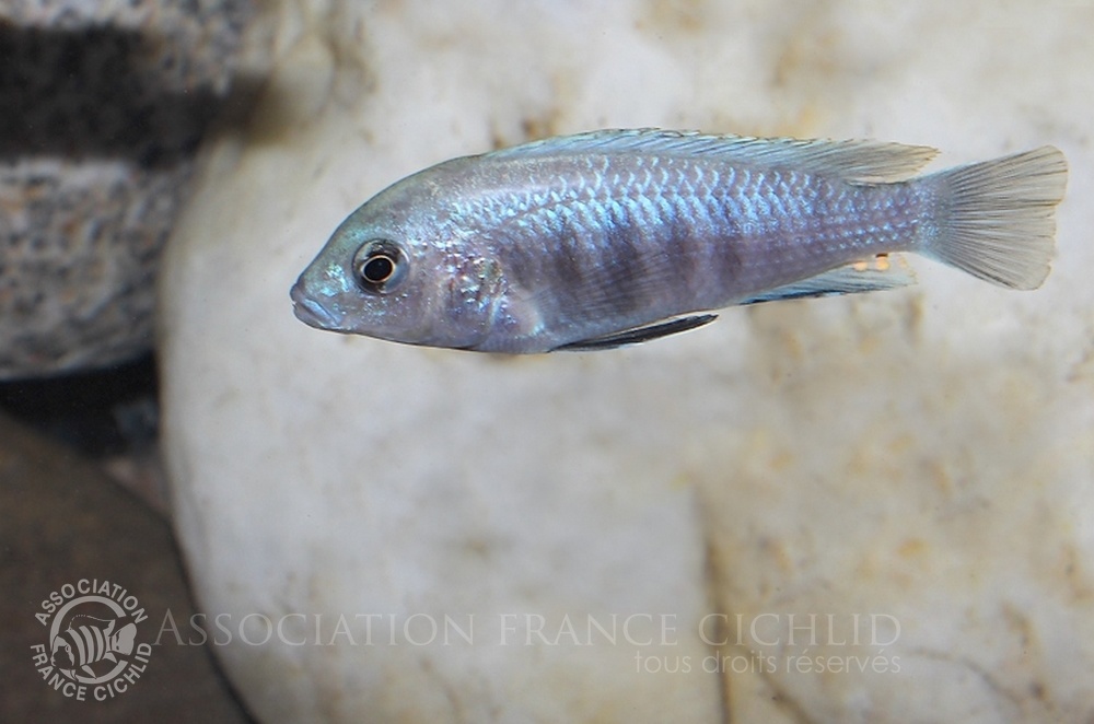labidochromis-spbluewhite-rm-a.jpg