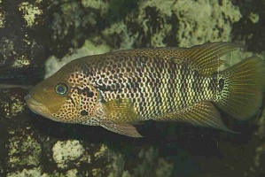 Parachromis motaguensis Temedores