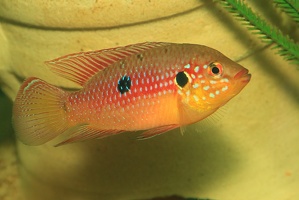 Rubricatochromis lifalili Moanda