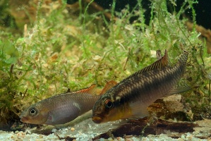 Congochromis sabinae Nioki couple