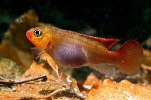 Congochromis sabinae Nioki femelle