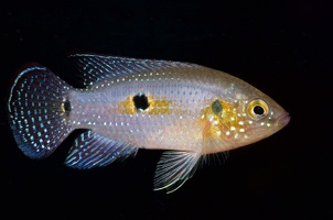 Rubricatochromis cristatus Nigéria