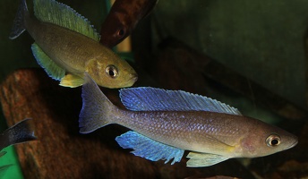 Cyprichromis coloratus