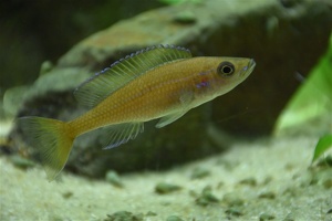 Paracyprichromis nigripinnis femelle