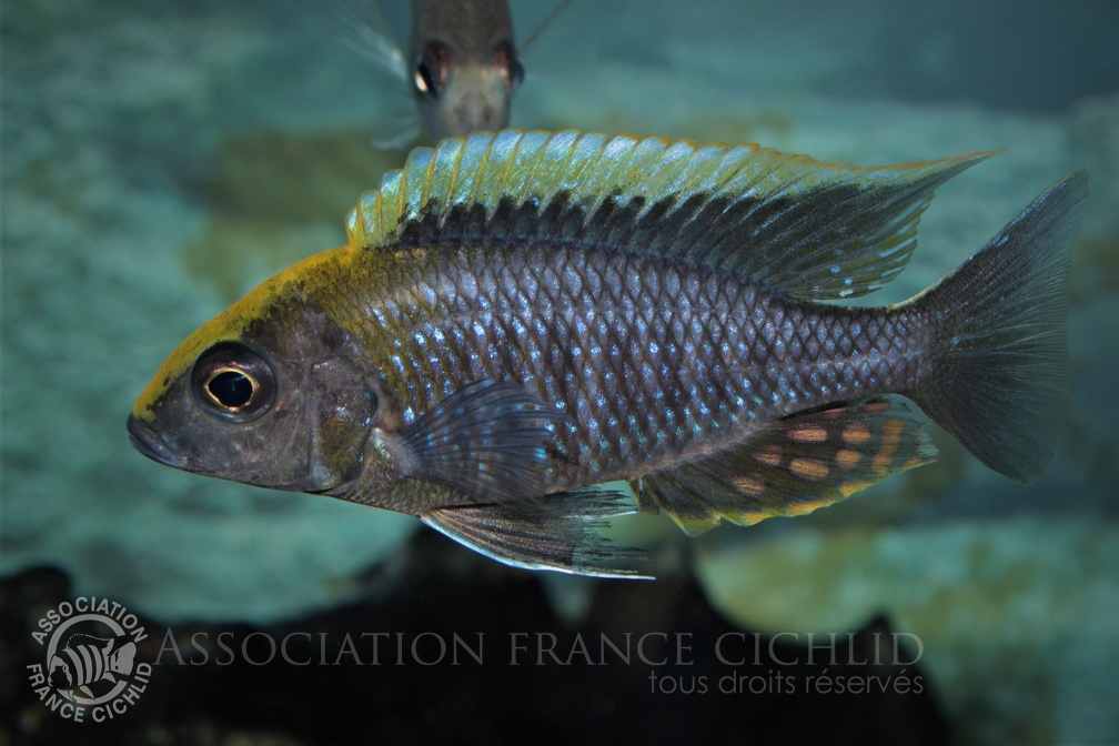 Aulonocara maylandi Chimwalani Reef mâle.jpg