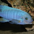 Maylandia estherae Minos Reef mâle sauvage.jpg