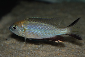 Nyassachromis prostoma Kanchedza