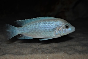 Labidochromis caeruleus Chadagha