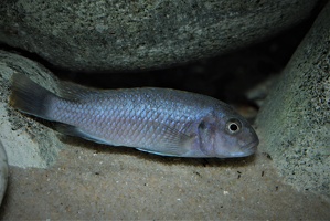 Pseudotropheus sp. "red top Ndumbi" Ndumbi Reef femelle