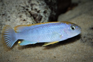Pseudotropheus sp. "red top Ndumbi" Ndumbi Reef mâle