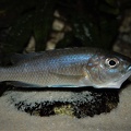 Sciaenochromis fryeri Likoma Island femelle en incubation.jpg