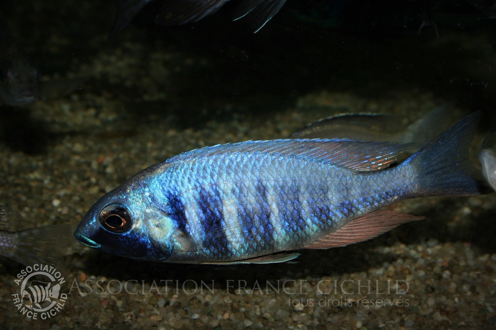 Placidochromis sp. 'electra blue' Mbamba Bay mâle.jpg