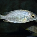 Placidochromis sp. 'electra boadzulu' femelle.jpg