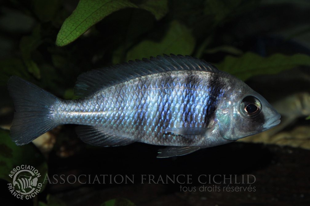 Placidochromis sp. 'phenochilus tanzania' Lupingu femelle.jpg