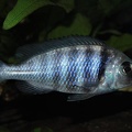 Placidochromis sp. 'phenochilus tanzania' Lupingu femelle.jpg