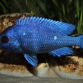 Placidochromis sp. 'phenochilus tanzania' Lupingu jeune mâle.jpg
