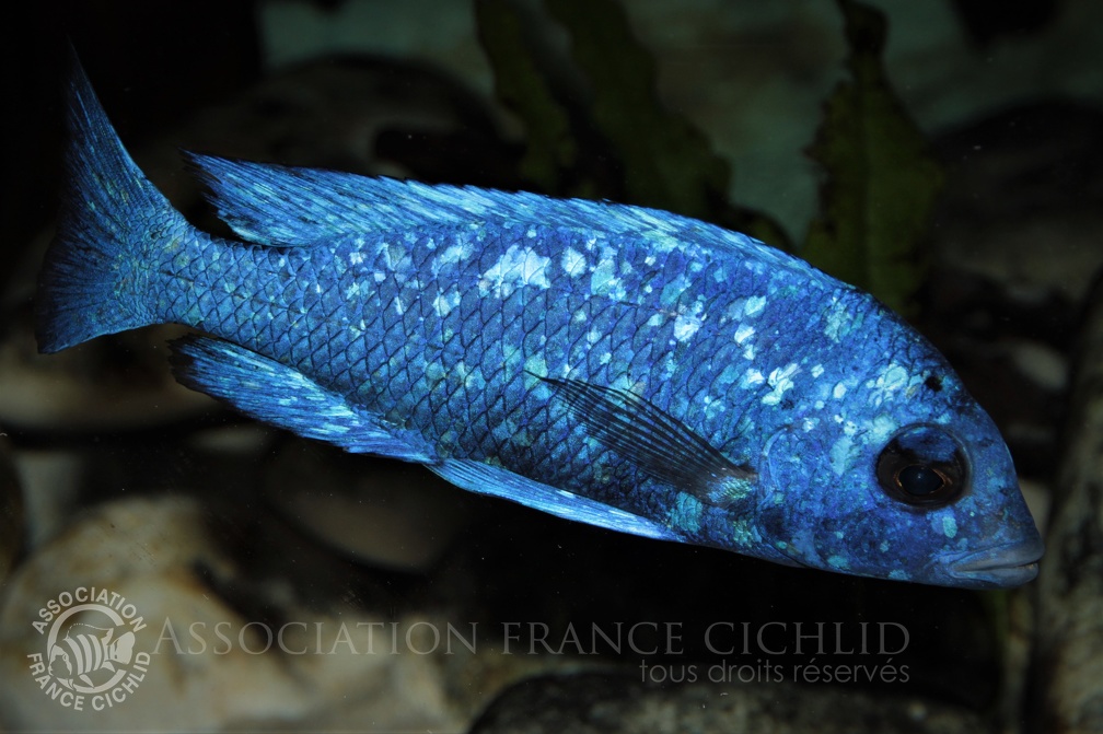 Placidochromis sp. 'phenochilus tanzania' Lupingu mâle.jpg
