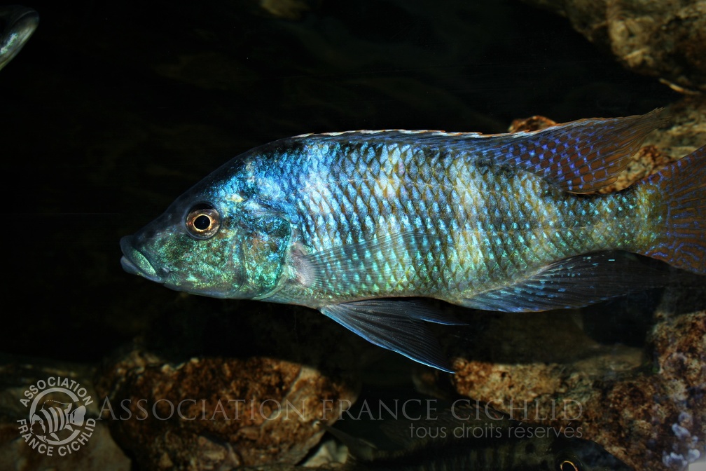 Placidochromis johnstoni mâle.jpg