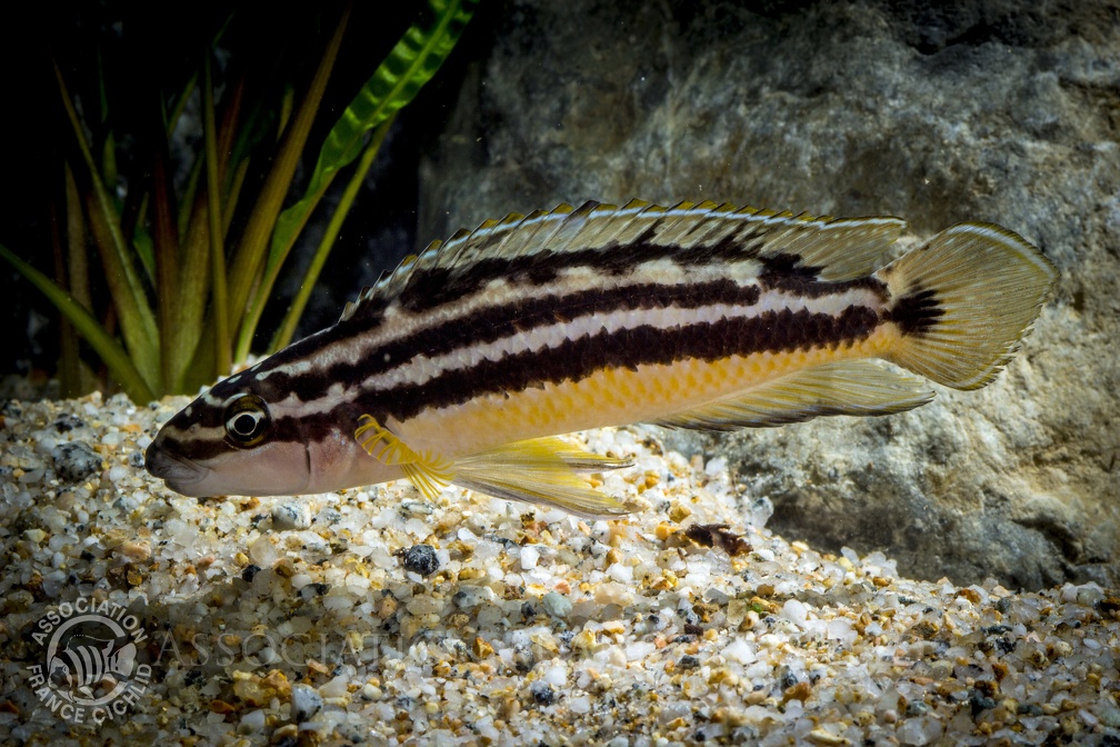 Julidochromis ornatus Uvira.JPG