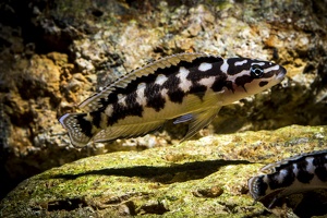 Julidochromis sp. aff. ornatus Congo Kalemie